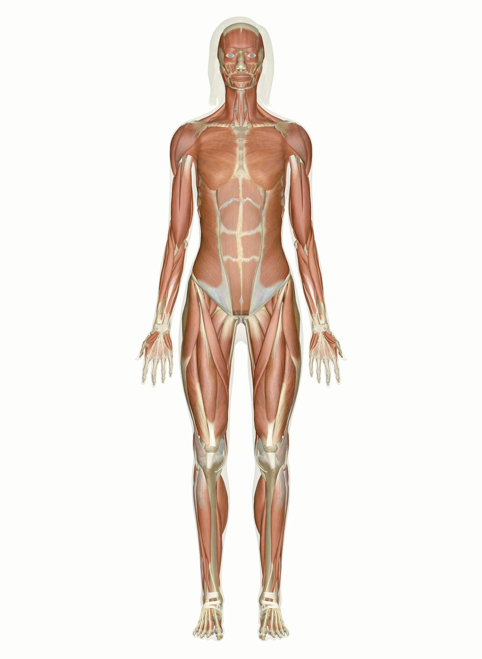 Digital render of fleshless person, showcasing the underlying muscular system.