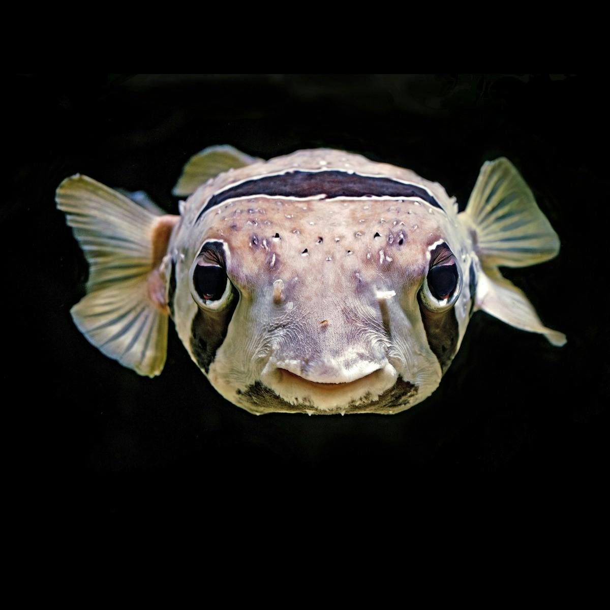 Photo of a unpuffed blowfish looking directly into the camera.
