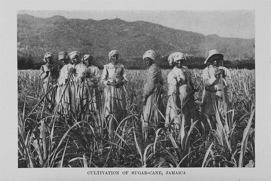 Photo of enslaved peoples forced to work on a sugar plantation.