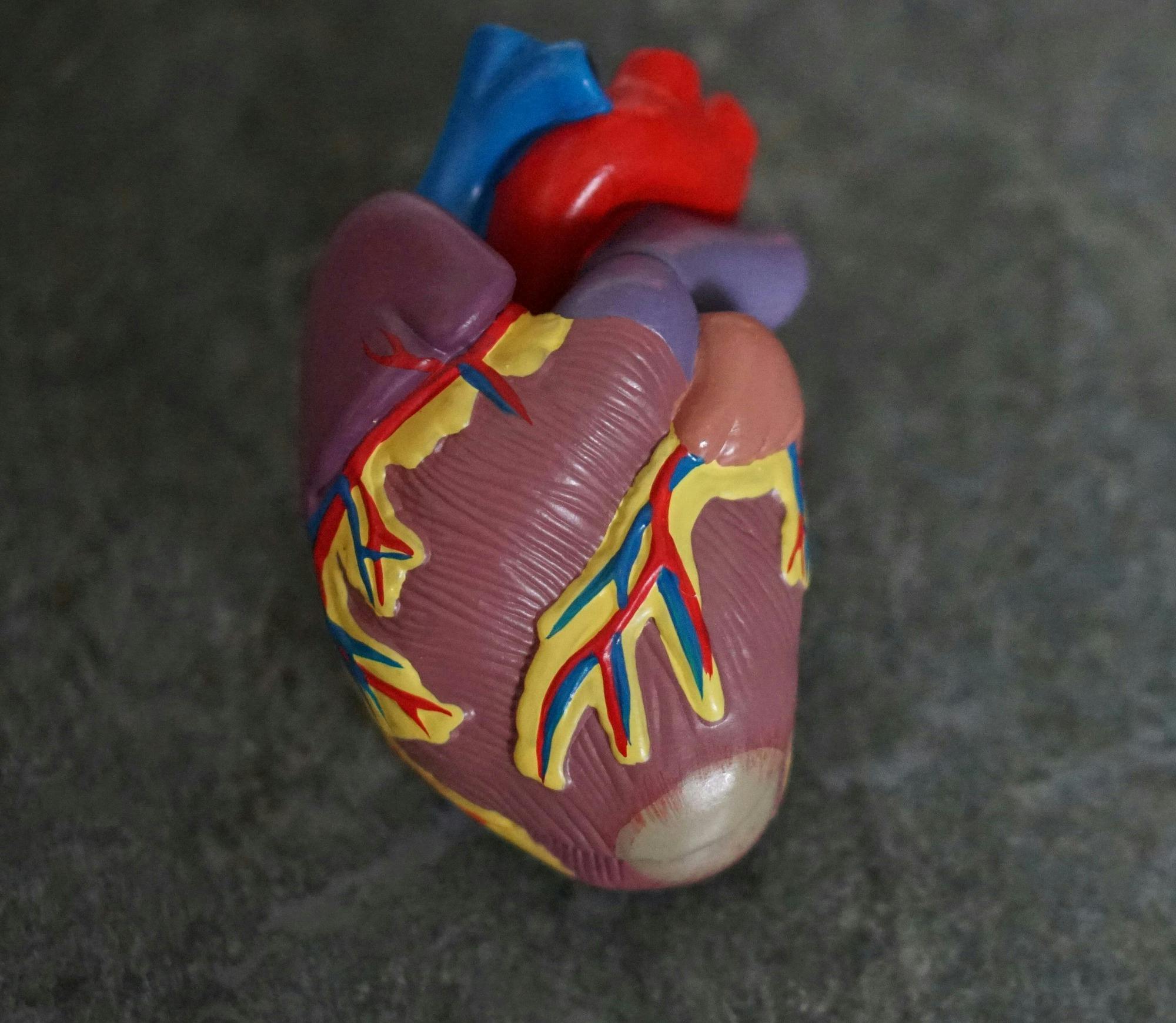 Photo of anatomical model of human heart sitting on a flat surface.