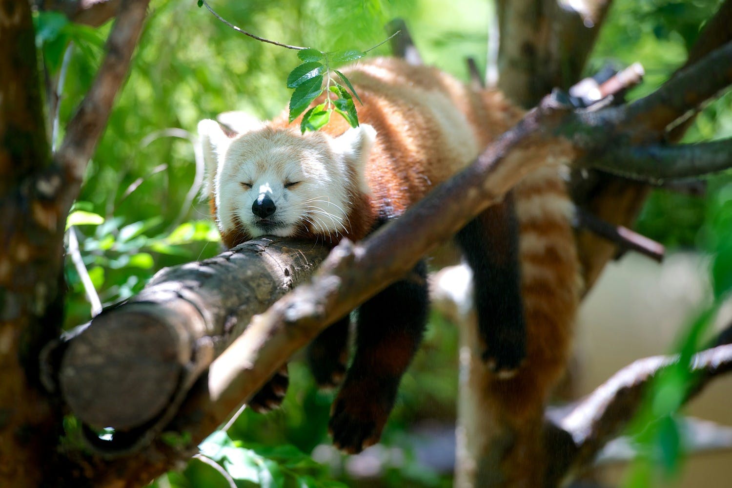 Photo of a red panda sleeping in a tree.